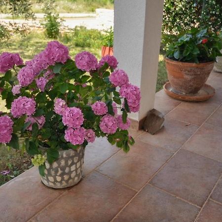 Angela Apartment Novigrad Istria Exterior foto