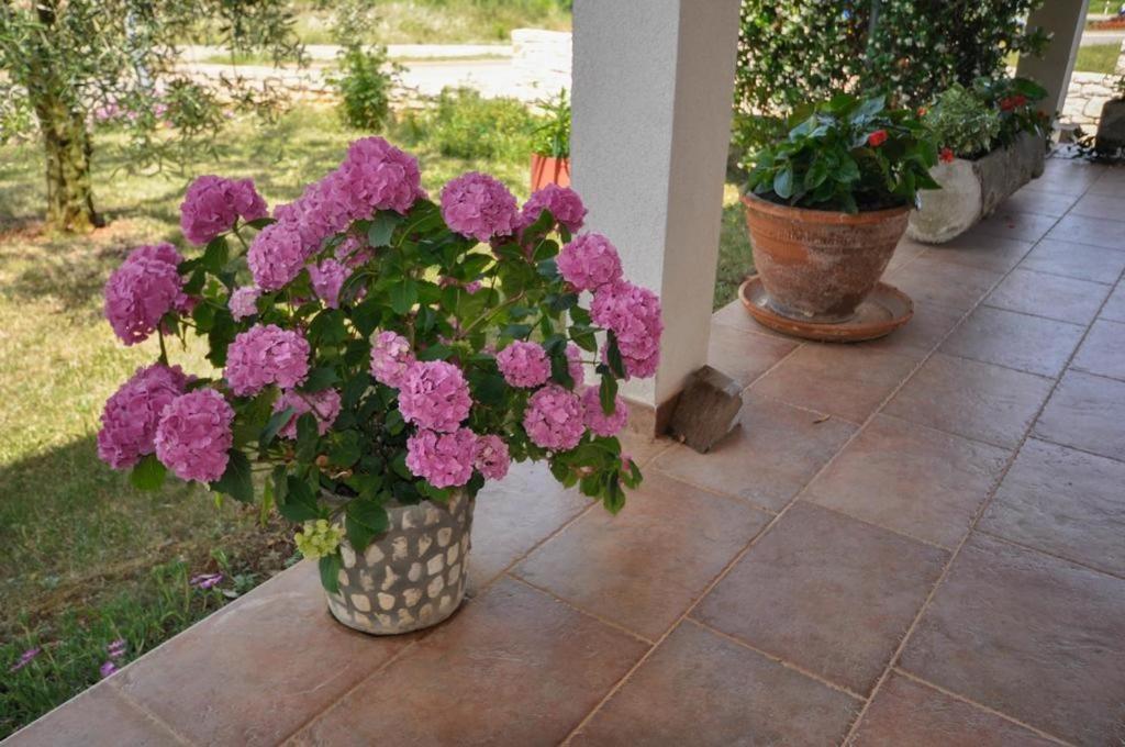 Angela Apartment Novigrad Istria Exterior foto