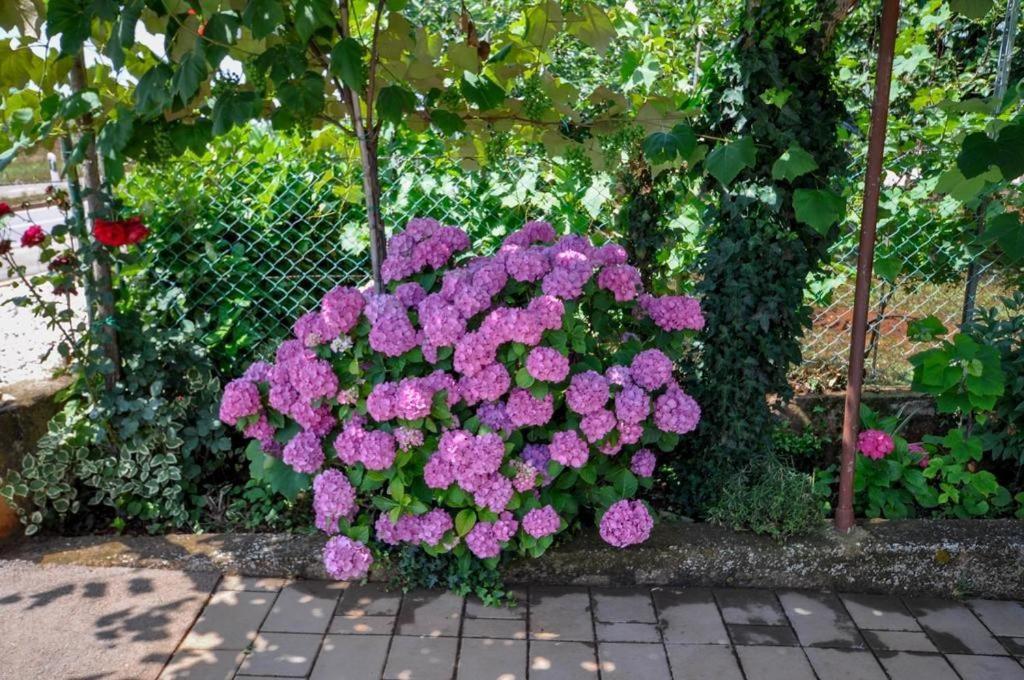 Angela Apartment Novigrad Istria Exterior foto